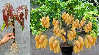 Great Technique For Grafting Mango Tree With Aloe Vera and egg, how to grow mango tree many fruits