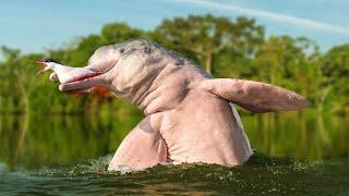 AMAZON RIVER DOLPHIN - Mystical Guardians of the Amazon Rainforest