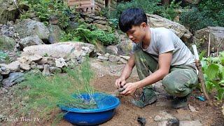 Alone Living off grid in forest,Gardening, harvesting jackfruit, asparagus, pineapple to market sell