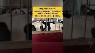 3 Причины приобрести весы TRU-TEST для КРС
