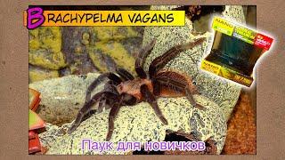 Brachypelma vagans - паук для новичков ● Террариум Exo Terra Nano 20x20x20