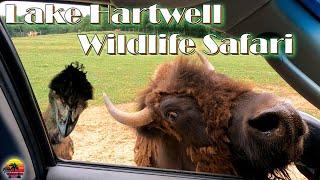 Explore the Amazing Lake Hartwell Wildlife Safari - What Will You Find?