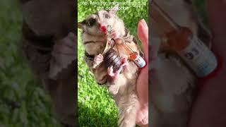 Top  Funny animals videos - Try Not To Laugh  - 101 #Shorts