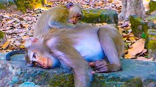 Sweet time monkey Rainbow help comforting mama Libby to take rest