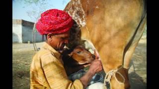 Cow Video "Cow is a domestic animal -JustImages