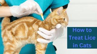 How to Treat Lice in Cats | Daily Needs Studio