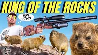 AIRGUN HUNTING KING OF THE ROCKS I EXTREME AIRGUN PEST CONTROL IN SOUTH AFRICA