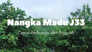 Nangka Madu J33 Keluar Hasil Kurang Setahun