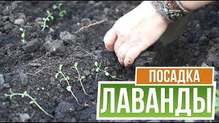 Рассада лаванды из семян   советы садоводам от garden-zoo