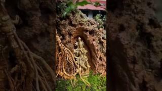 bonsai art with shree krishna #shorts #ytshorts #bonsai