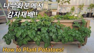 감자, 나무화분에 재배해 보기/줄기세력이 엄~청나요!!/How to Plant Potatoes