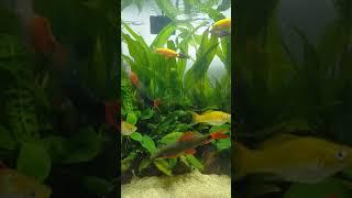 My Lovely colourful fish | My Fish Pet | Almontero Tutorial