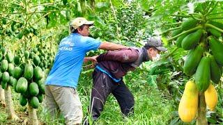 A Thief Broke in, Stole Papayas and Vandalized Ly Pha Ca's Farm - Harvest okra in farm