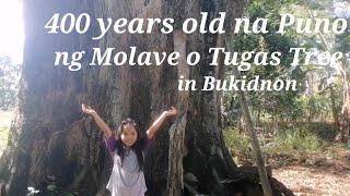 400 years old na Puno ng Molave o Tugas Tree in Bukidnon