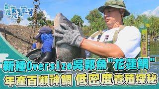 台灣第一等【圍網挑Oversize"花蓮鯛" 低密度養殖年產百噸神鯛／智能養殖台灣鯛 魚電共生100%利用身價翻數萬倍】 _精選特輯