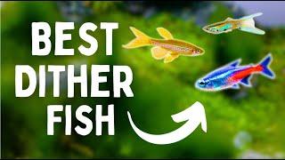 Best DITHER Fish For Your Aquarium | TOP 7