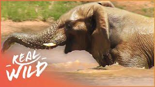 Animal Kingdom: Birds And Elephants (Documentary Series)