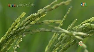 CANH TÁC THÔNG MINH: CHĂM SÓC LÚA GIAI ĐOẠN TRỔ, CHÍN_SỨC SỐNG TRẺ SẢN XUẤT