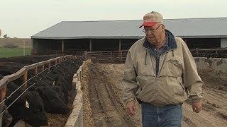 Nichols Farms Producing Better Beef