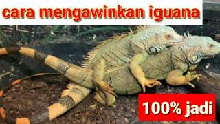 cara mengawinkan iguanan 100% berhasil