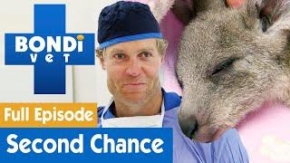 Baby Kangaroo Gets A Second Chance At Life | FULL EPISODE | S7E18 | Bondi Vet