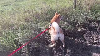 your daily dose of the outdoors ft shiba