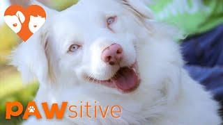 You Won't Believe This Dog is Special Needs | PAWsitive 