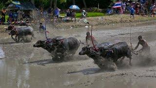 Water Buffalo Racing