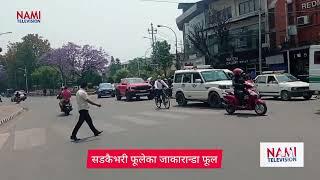 सडकैभरि फूलेका जाकाराण्डा फूल  Jacaranda flowers blooming all over the road