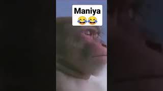 maniya live athal funny video #maniya #bgang #athal #athalsinhala