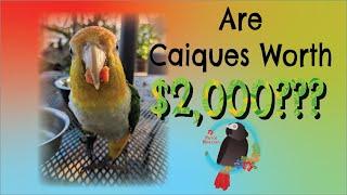 Are  #Caique #Parrots Worth The $2,000 ️ Price Tag? #Parrot_Bliss