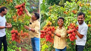 രണ്ടര വർഷം കൊണ്ട് ഒരു എക്കറിൽ വിളയിച്ച റംമ്പുട്ടാൻ തോട്ടം കണ്ട് കിളിപോയി | Rambutan fruit