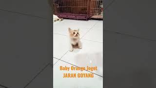 BABY ORANGE JOGET DANGDUT [] ANGGOTA BARU KUCING CIJANTUNG