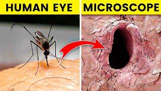 12 Things You Can See Only Under Microscope | Rewirs Facts
