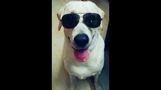 Clever Dog I Smart Labrador Dog I Amazing Dog I