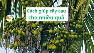 #67 | Kinh nghiệm chăm sóc giúp cây cau cho nhiều quả | Nông dân hội nhập