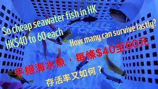 平絕海水魚，每條$40至60元存活率又如何？So cheap seawater fish in Hong Kong $40 to 60 each. How many can survive?