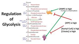 Regulation of Glycolysis : allosteric and transcriptional control