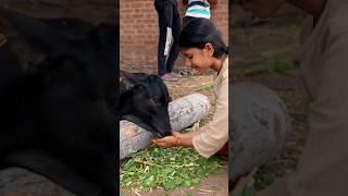 Calf-naming Ceremony Celebrations at Isha Gaushala