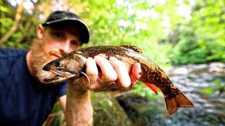 Overnight Mountain Trout Adventure in Remote Canada - Camp, Fish, Wild Forage, Catch and Fire Cook