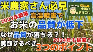 イネの高温障害対策　2023年の酷暑でお米の品質が低下！　夏の環境が変化するなかで水稲栽培に必要なことは？　～松本先生の土壌あれこれ～