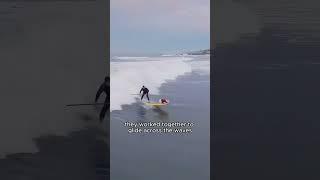 Surfing dog.#shortsvideo #shorts #animals #animal #dog #cute