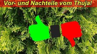 Vorteile & Nachteile von Koniferen - Thuja Hecke anlegen ja, oder nein? Welche Alternative gibt es?