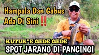 NGGAK NYANGKA‼️BANYAK SAMBARAN || CASTING GABUS DAN HAMPALA SUNGAI OYO