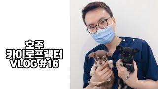 출근하고 일하고 퇴근하고 밥먹고ㅣ호주 카이로프랙터의 일상 • 브이로그 • vlog • 호주 이민• 카이로프랙터 ㅣ 모리골 청년 Vlog