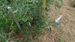 des tomates violettes/noires au potager c'est possible!