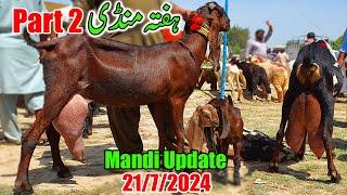 Kameer Bakra Mandi 2nd Part Today Update - Milking Goats With Kids & Breeders 2024