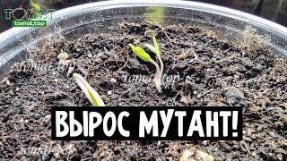 Вырос томат мутант! Вот такие бывают отклонения у томатов
