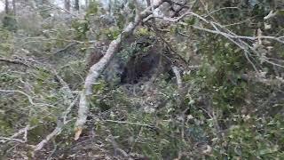 Hurricane Helene, Augusta GA-DOWNED TREES EVERYWHERE!