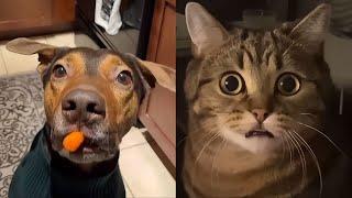 TRY NOT TO LAUGHFunny Cat & Dog Compilation V10 | FUNNYPAWS